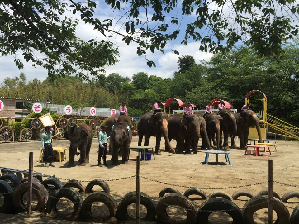 สนร.ญี่ปุ่น เยี่ยมควาญช้างไทยกับนายจ้าง Ichihara Elephant Kingdom จ.Chiba